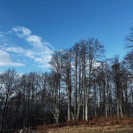 Somova Gora In The Woods