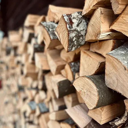 Somova Gora In The Woods *