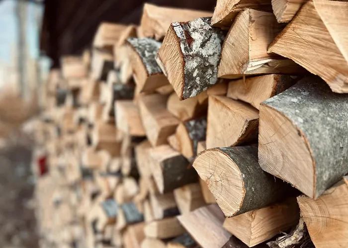 Somova Gora In The Woods *